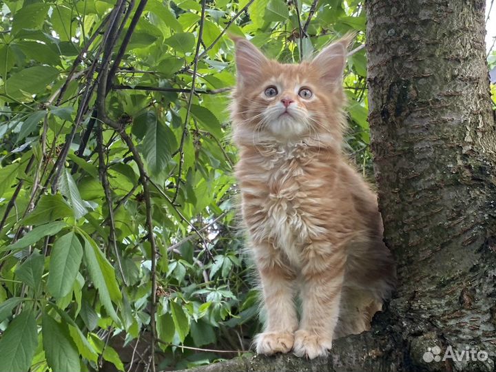 Мейн-кун котята