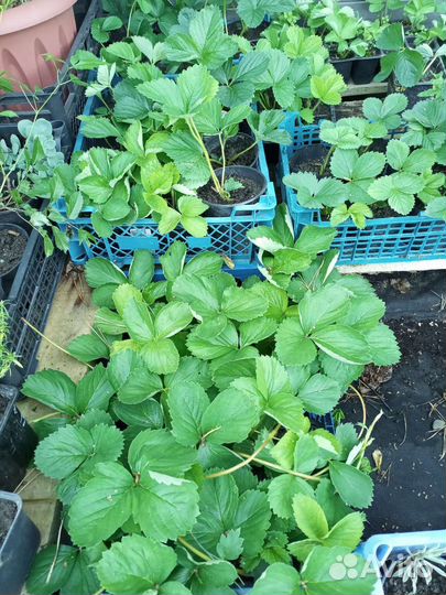 Рассада клубники