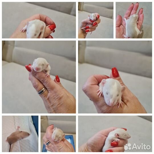 Крыса дамбо сиамская