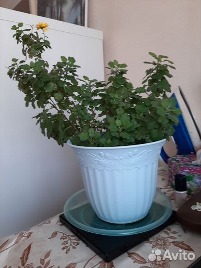 Хризантема шаровидная жёлтая