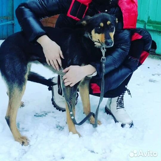 Собака Милочка