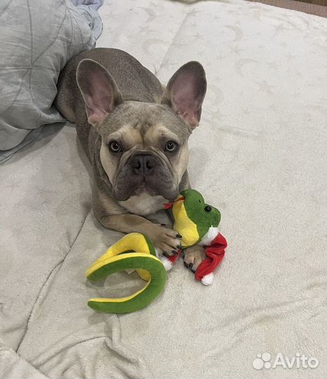 Французский бульдог