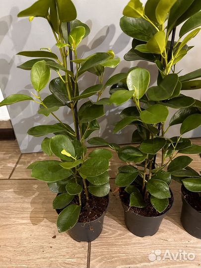 Фикус моклейм