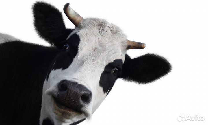 Великолепный коровий навоз в мешках 50л Доставка