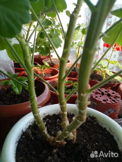 Герань пеларгония