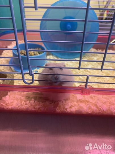 Индивидуальная передержка животных мелких пород