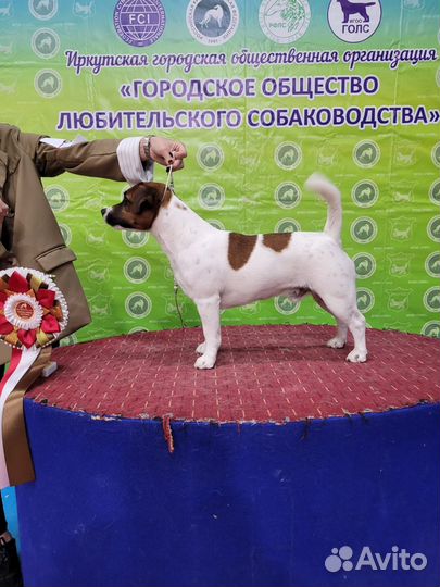 Джек Рассел Терьер для вязки