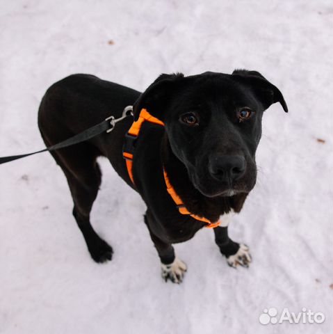 Ласковый Олаф грустит в приюте