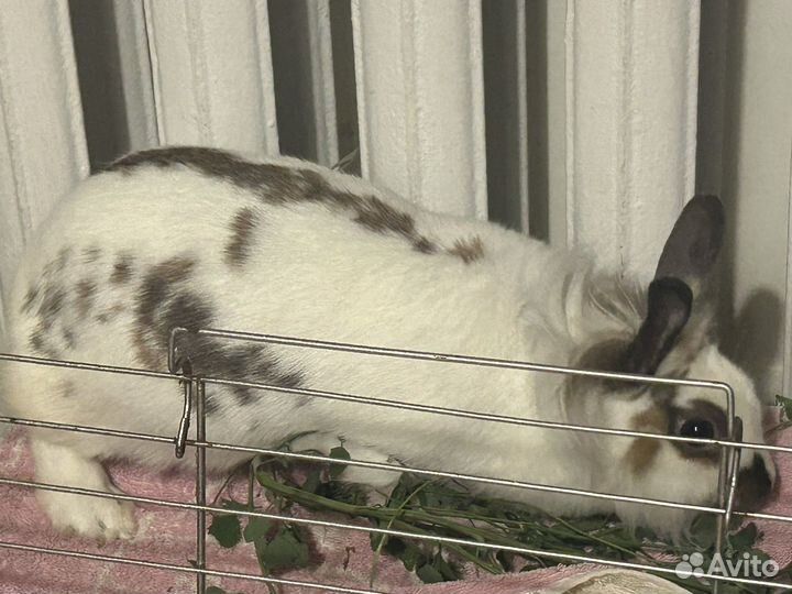 Домашний кролик