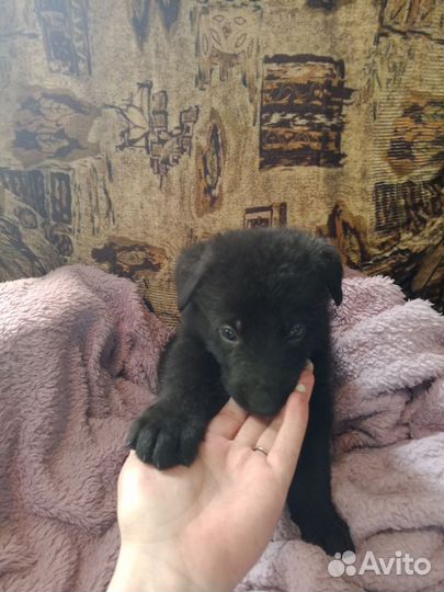 Восточноевропейская овчарка