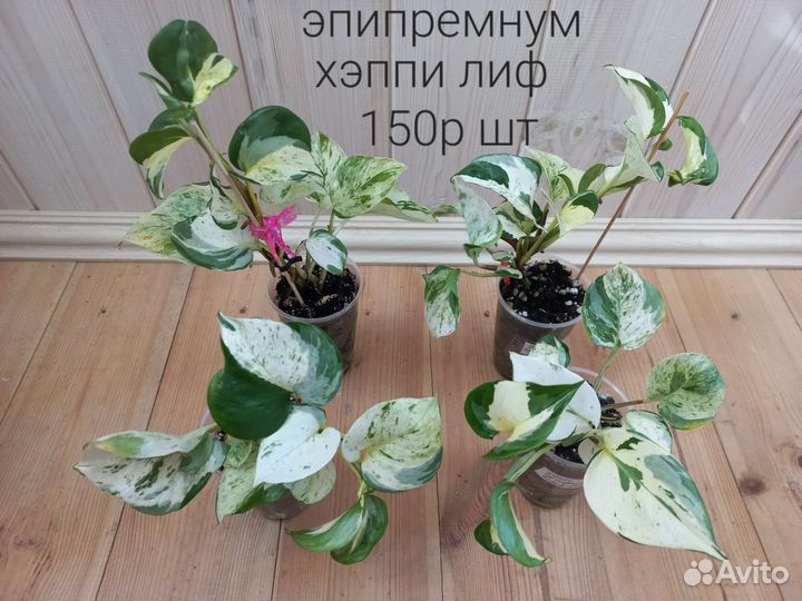 Сциндапсус, эпипремнум, пеперомия