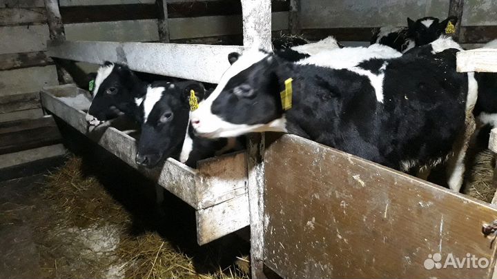 Молодые телята бычки