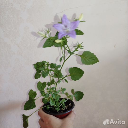 Кампанулы, жених и невеста, глоксинии