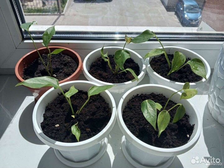 Антуриум не цветущий