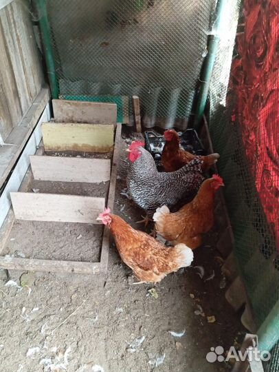 Куры несушки