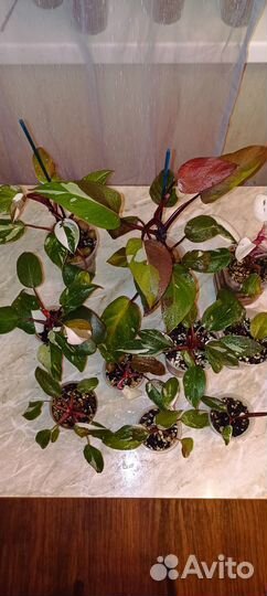 Филодендрон ред андерсон