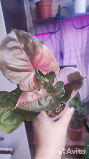 Сингониум клубничный лед galaxy