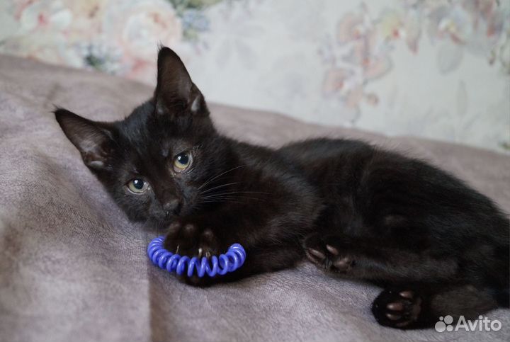 Чудесные котятки