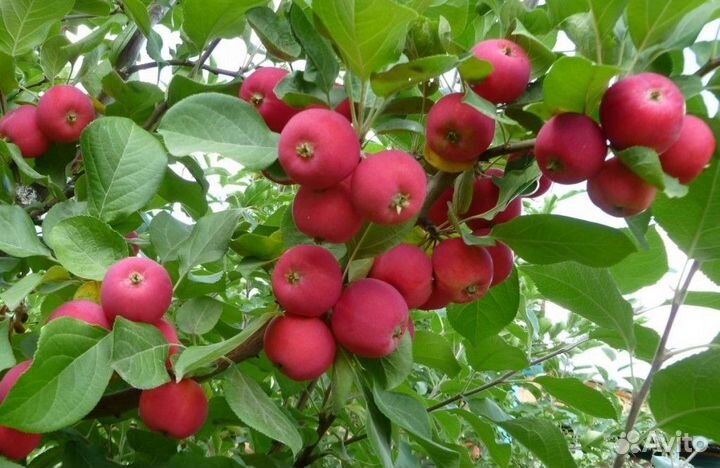 Саженцы груши и яблони