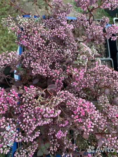 Очиток седум