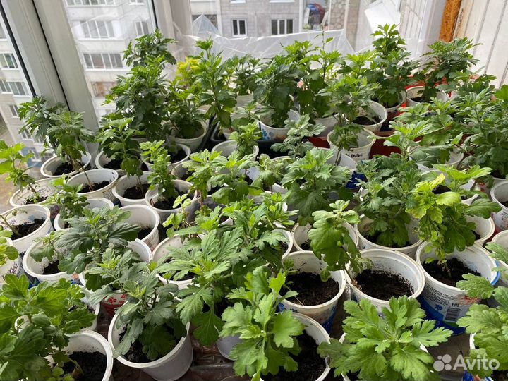 Хризантемы мультифлора