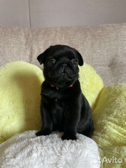 Щенок мопса