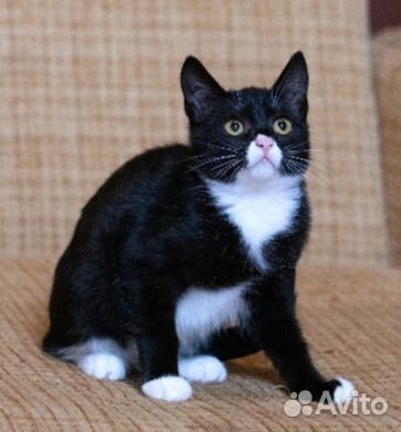 Трогательная крошка кошечка Бонни (3мес.)ищет дом