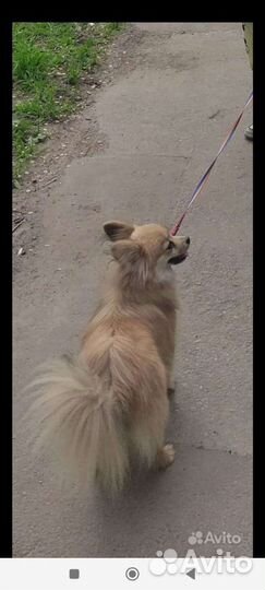 Маленькие собаки шпиц