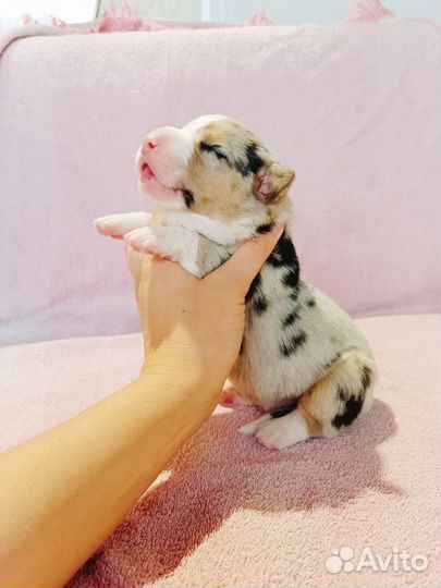 Вельш корги кардиган