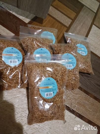 Анциструсы супер ред вуаль, L 393