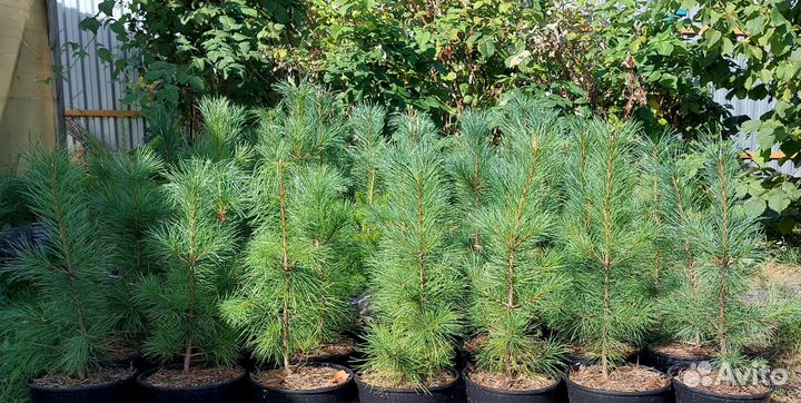 Саженцы кедра