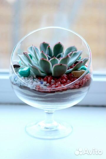 Флорариум с эхеверией (каменная роза, суккулент)
