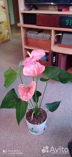 Антуриум Колорадо