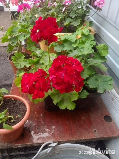 Пеларгония