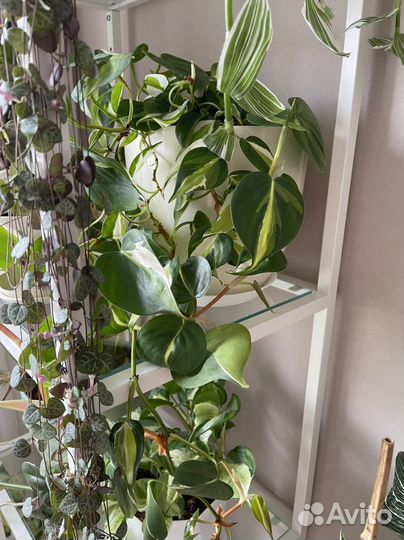 Сциндапсус, эпипремнум, филодендрон