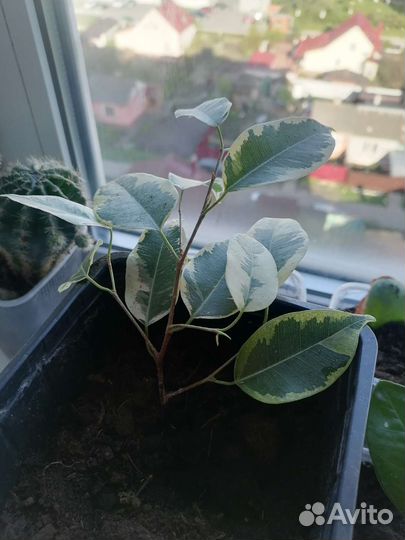 Комнатные цветы