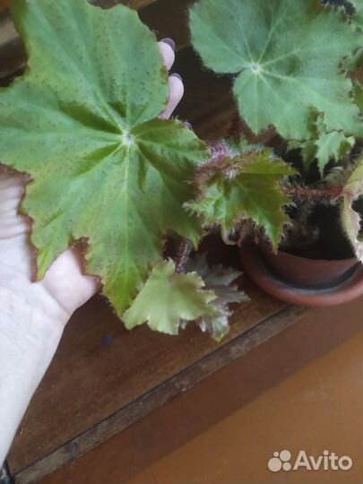 Бегония, молочай