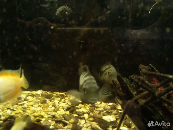 Рыбки цихлиды