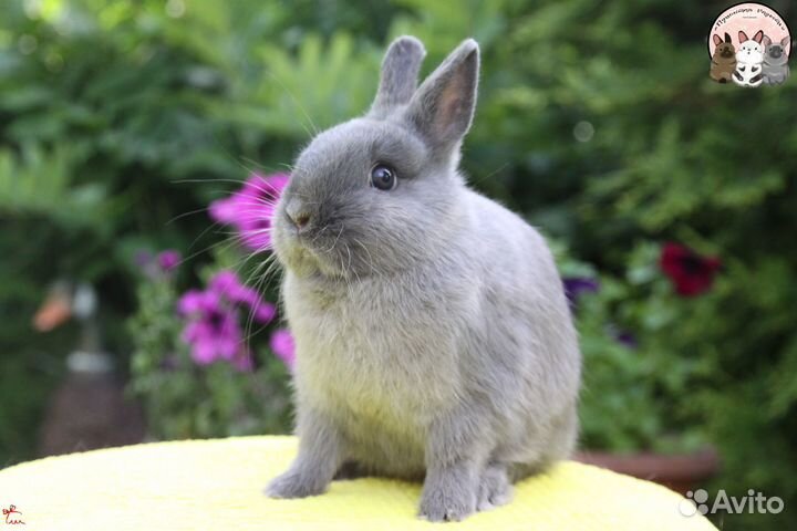Нидерландский карликовый кролик самец