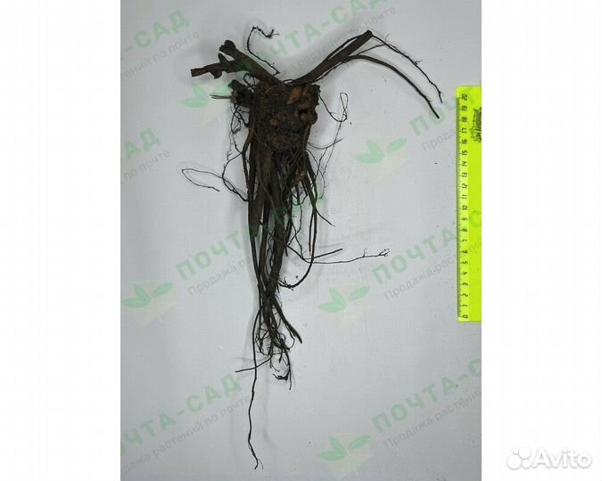 Пион молочноцветковый Miss Eckhardt