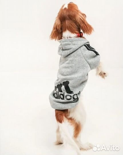 Одежда для маленьких пород собак и кошек