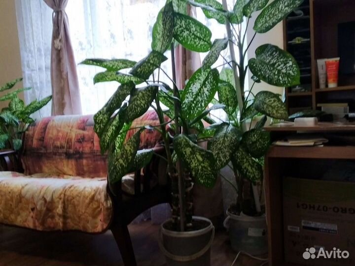 Диффенбахия