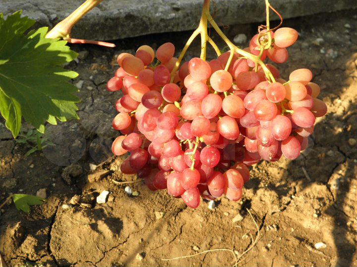 Комната 10 м² в 3-к., 2/2 эт.