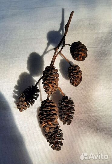 Шишки ольхи для декора, творчества, аквариума