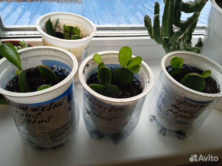 Набор рипсалидопсисов