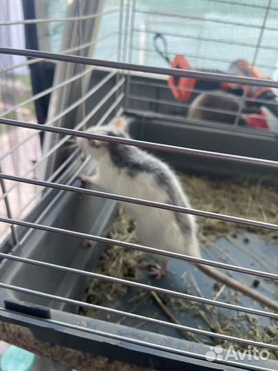 Крыса даром