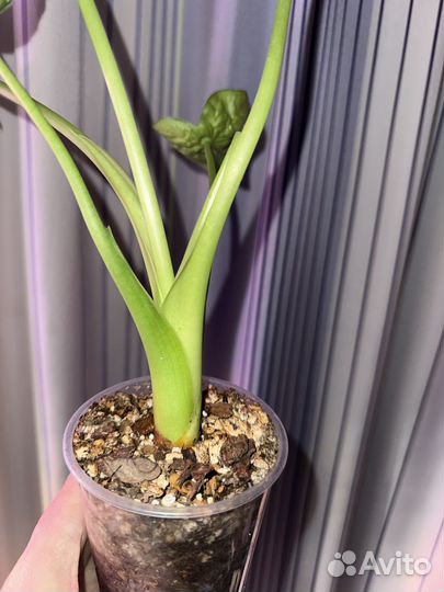 Алоказия кукулата