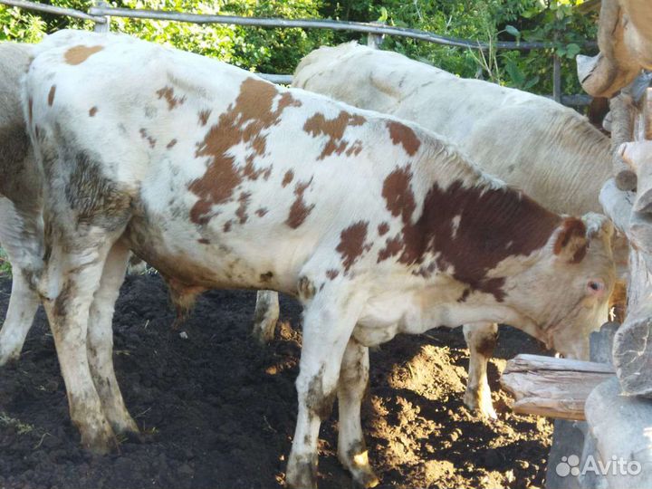 Бычки и быки