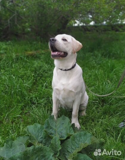 Отдам собаку в добрые руки