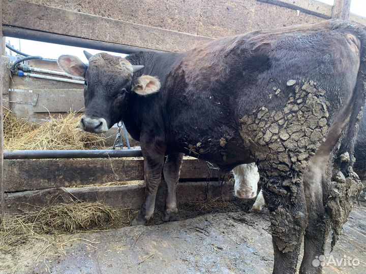 Бычки на откорм